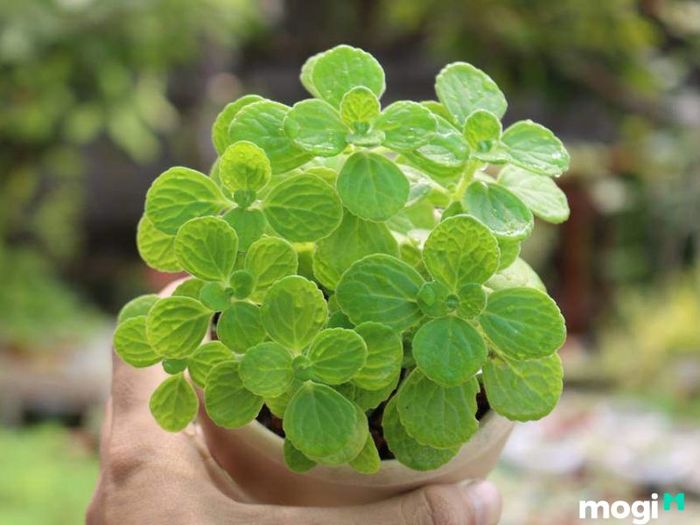 Cây Nhất Mạt Hương