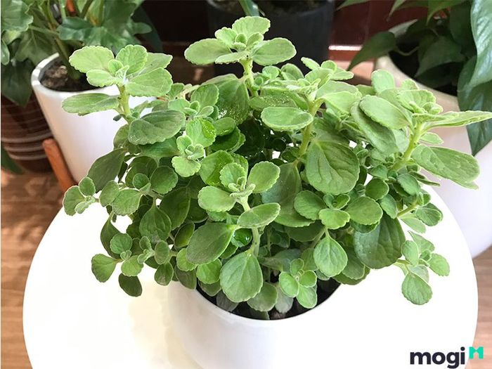 cây Nhất Mạt Hương