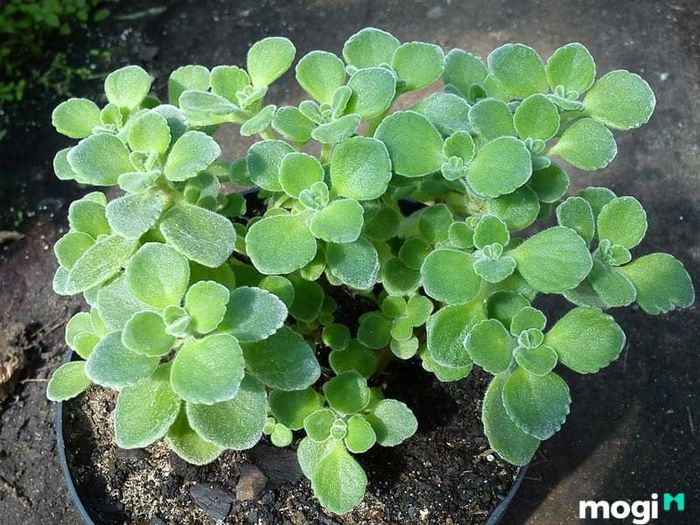 Các địa chỉ bán cây Nhất Mạt Hương uy tín