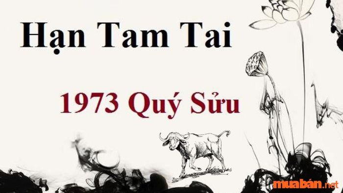 Người tuổi Quý Sửu sinh năm 1973 không gặp phải Tam Tai trong năm 2024.