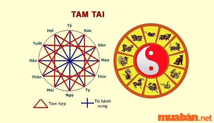 Tuổi Giáp Tý sẽ gặp hạn Tam Tai vào năm 2024.