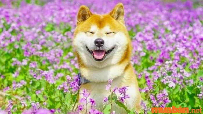 Khám phá giờ Tuất và tìm hiểu vận mệnh của người sinh vào giờ này tại Mytour!