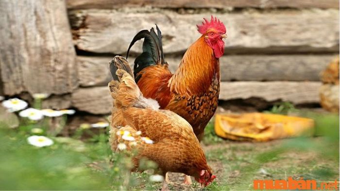 Người tuổi Dậu sinh vào giờ Tuất