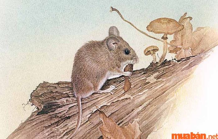Vận mệnh của người sinh vào giờ Tý tuổi Thân