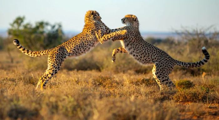 Cheetahs made their return to Samara in 2003, after being absent for 130 years. Starting with just three individuals, their numbers have grown significantly since then.