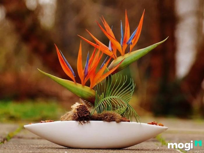 Ý Nghĩa Của Hoa Thiên Điểu