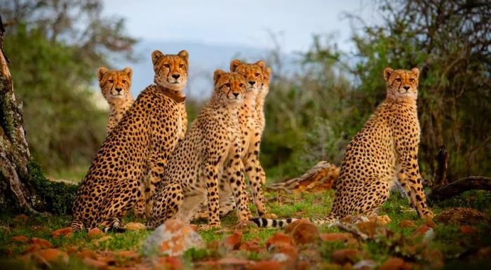 Since the reintroduction of cheetahs, around 50 cubs have been born at Samara.