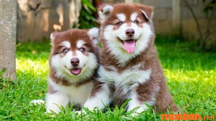 Giờ Tuất bắt đầu lúc mấy giờ?