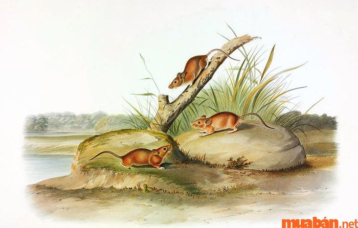 Vận mệnh của người sinh vào giờ Tý tuổi Thìn