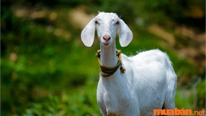 Người tuổi Mùi sinh vào giờ Tuất