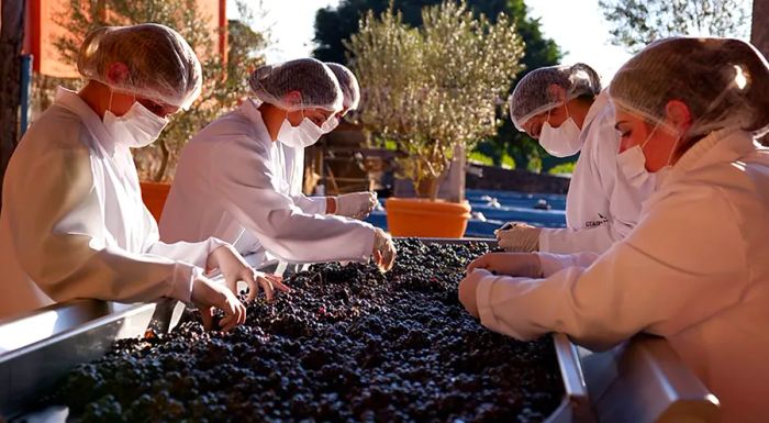 A visit to the Guaspari vineyards, just 123 miles north of São Paulo, offers a delightful and unexpected wine tasting experience.