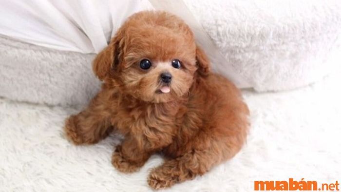 Người tuổi Tuất sinh giờ Tuất