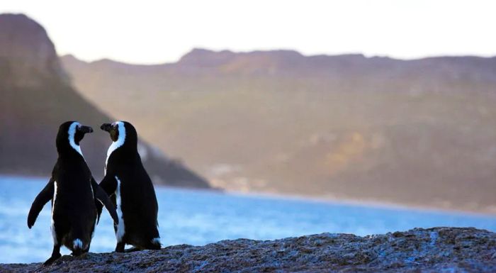 “Open for business” – South African Tourism assures that visitors to Cape Town are still welcome despite the ongoing drought.