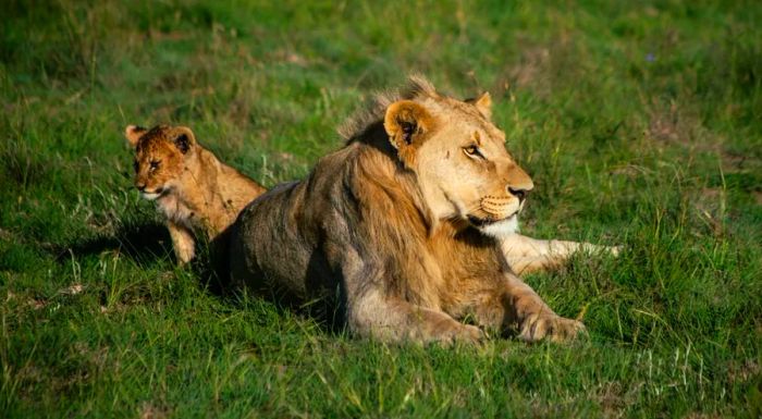 A young cub with an adolescent male. The first cubs born at Samara in nearly two centuries are now around two years old.