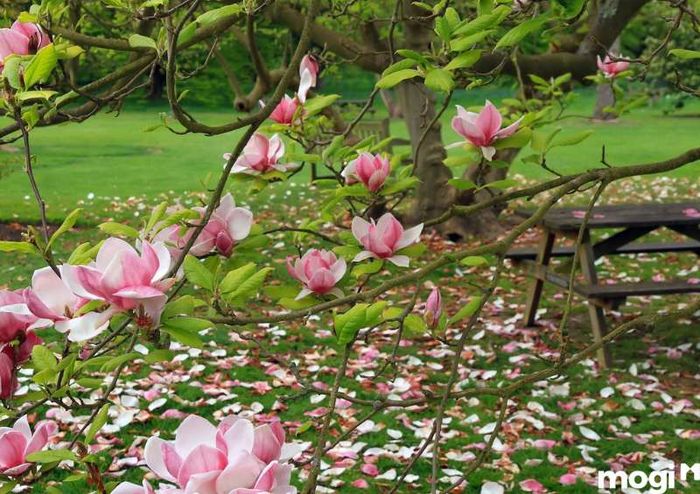 Kỹ thuật trồng hoa mộc lan cần lựa chọn thời điểm thích hợp để cây phát triển tốt nhất, với mùa xuân là thời gian lý tưởng để bắt đầu trồng.
