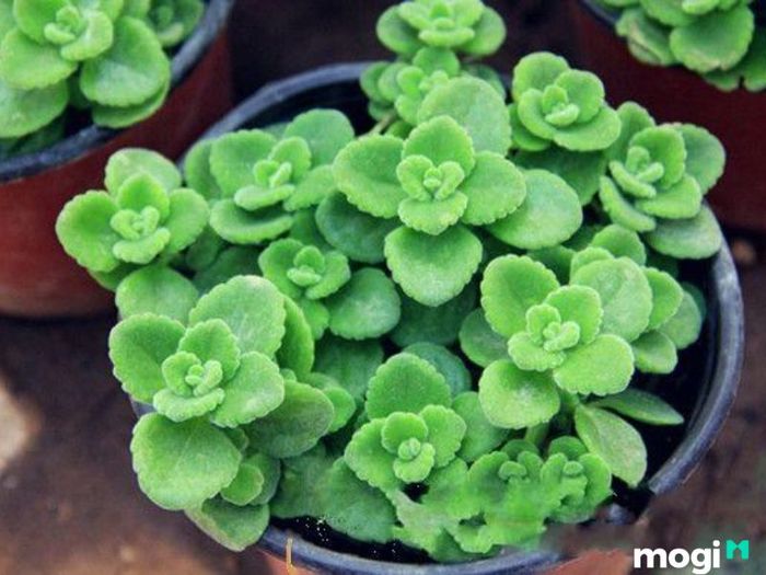 cây Nhất Mạt Hương