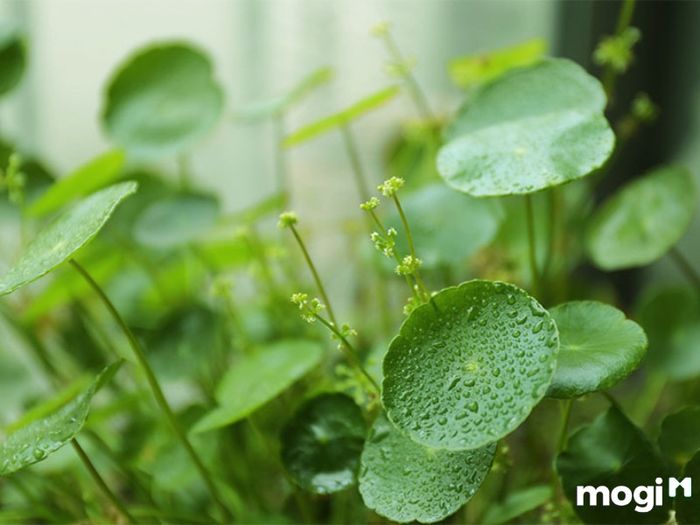 Cây Cỏ Đồng Tiền