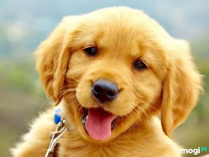 Tuổi Tuất là con gì?