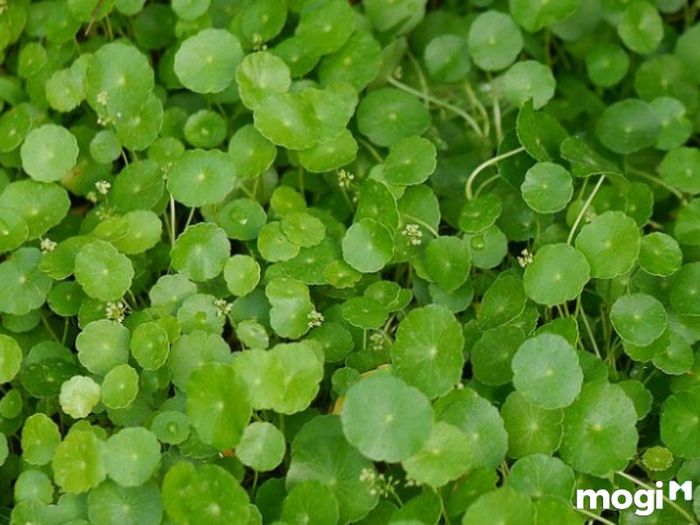 Cây Cỏ Đồng Tiền