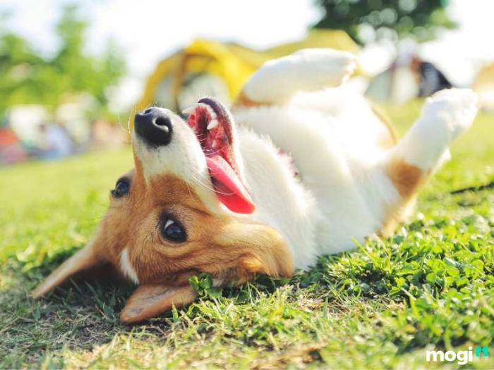 Tuổi Tuất là con gì?