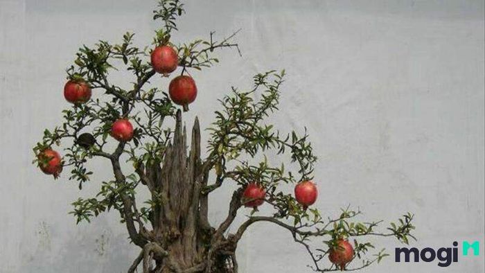 Mệnh Thạch Lựu Mộc là gì?