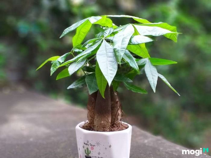 Tuổi Tuất là con gì?