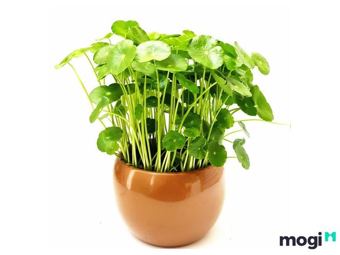 Cây Cỏ Đồng Tiền