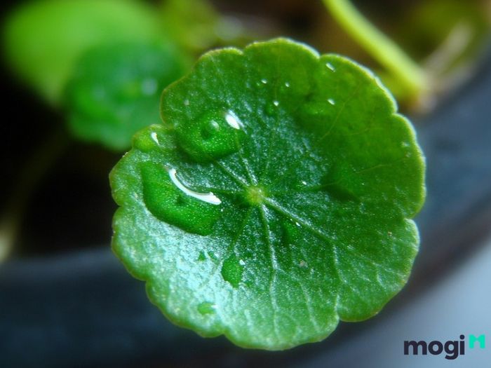 Cây Cỏ Đồng Tiền