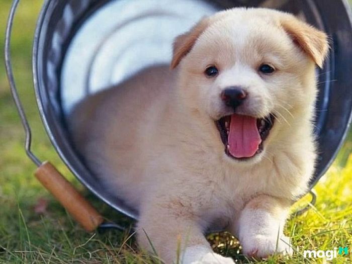 Tuổi Tuất là con gì?