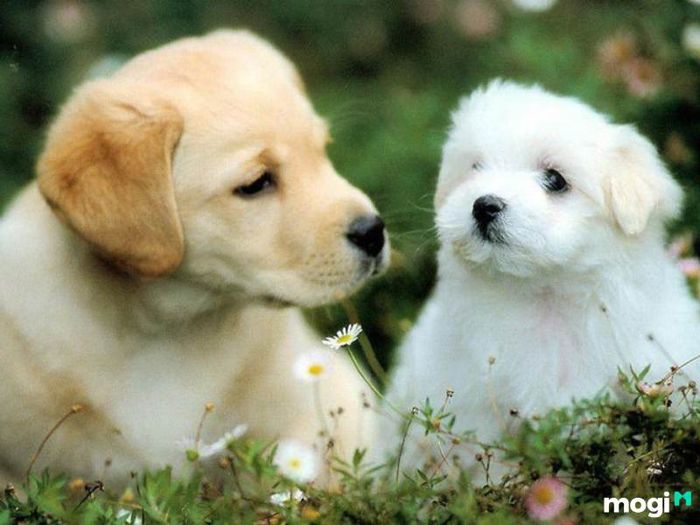 Tuổi Tuất là gì?