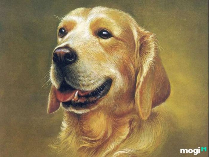 Tuổi Tuất là con gì?