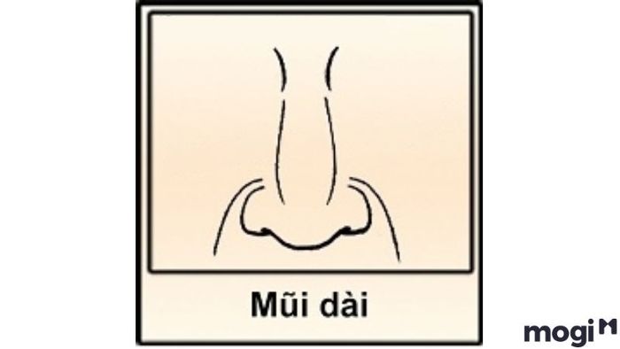 Tướng Mũi Đàn Ông Dài