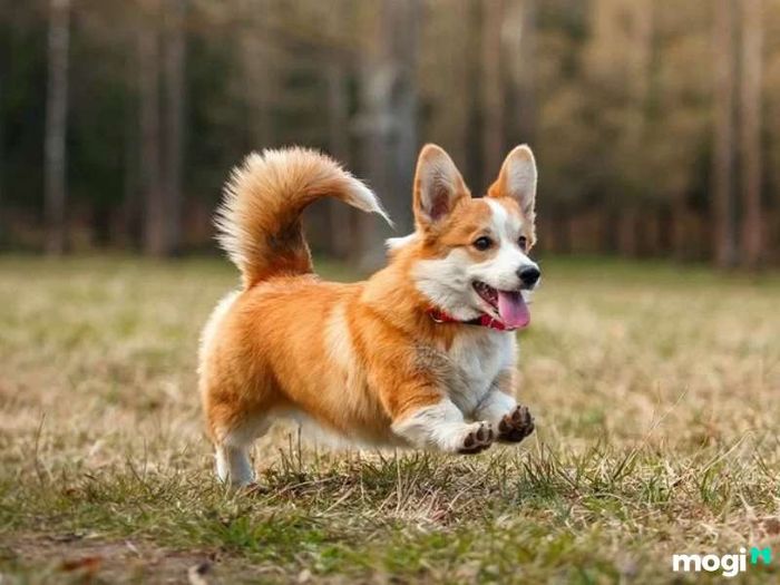 Tuổi Tuất là con gì?