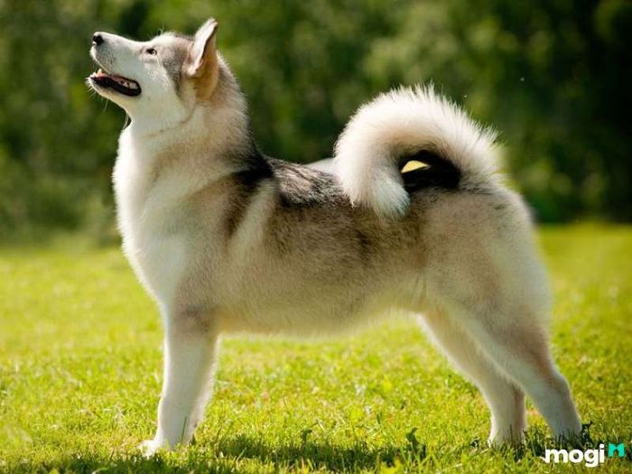 Tuổi Tuất là con gì?