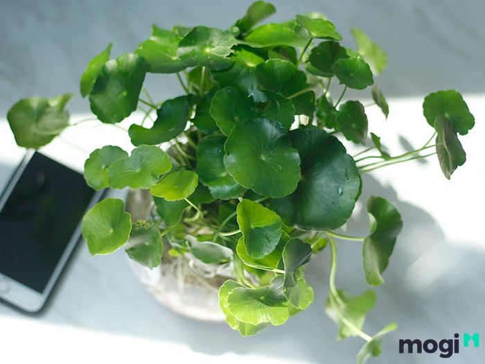 Cây Cỏ Đồng Tiền