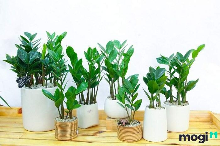 Cây phong thủy phù hợp với người mệnh Thạch Lựu Mộc