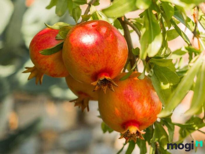 Mệnh Thạch Lựu Mộc hợp với mệnh nào?