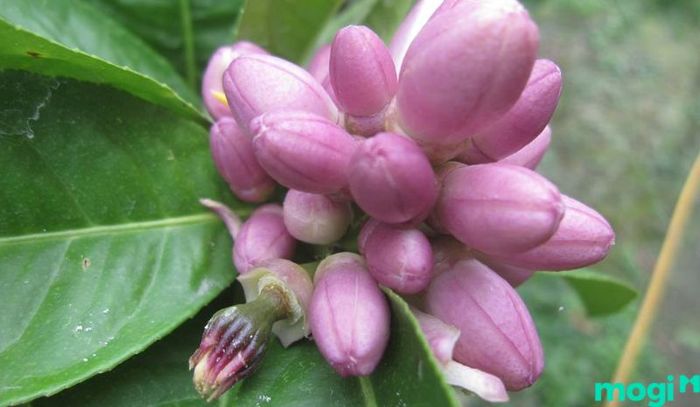 Quả phật thủ