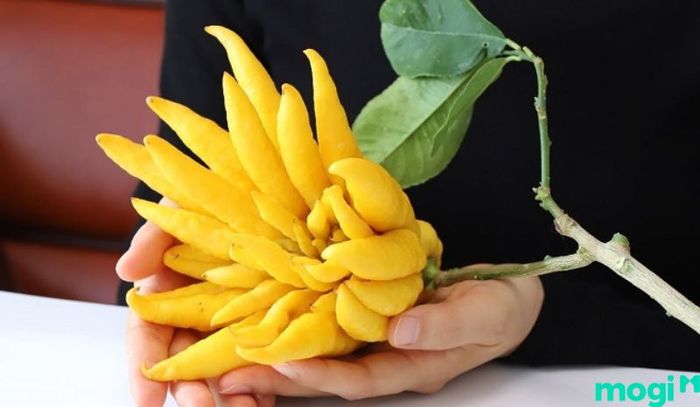 Cúng quả phật thủ