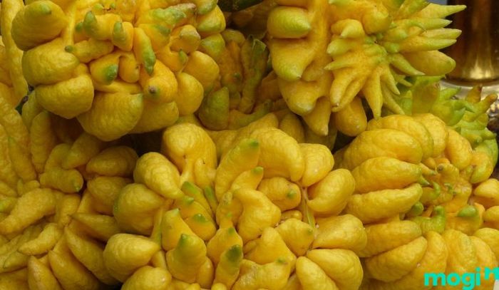 Hình dáng của quả phật thủ