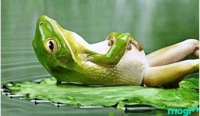 Ếnh Ương Vào Nhà Là Điềm Báo Gì?