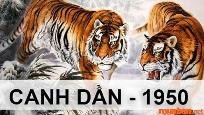 Một vài thông tin về tuổi Canh Dần 1950