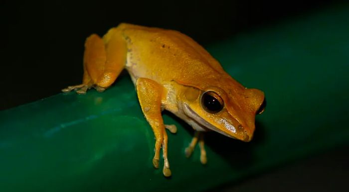 During a safari, you might also come across creatures like the brown tree frog, a non-snake resident of Hong Kong's diverse habitats.