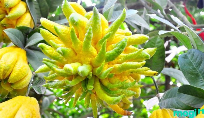 Ý nghĩa của quả phật thủ