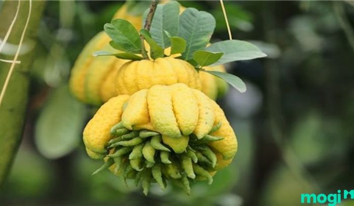 Xác định giá trị quả phật thủ