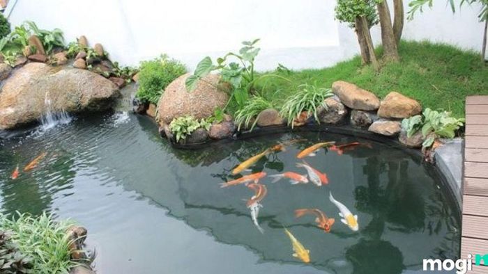 Hồ cá dễ bị tấn công bởi rêu xanh phát triển mạnh mẽ