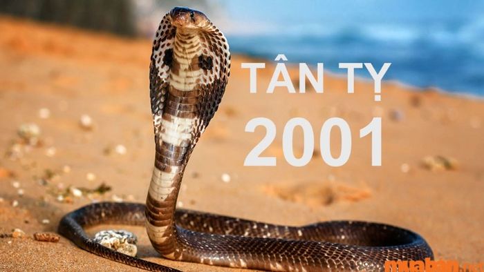 Theo tử vi Tân Tỵ 2001 nam mạng năm 2024, người tuổi Tân Tỵ sẽ gặp vận niên Mã Trúng Đao.