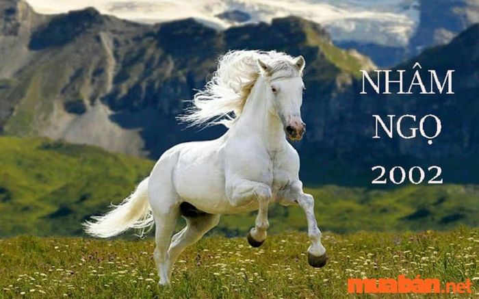 Tử vi năm 2024 cho người tuổi Nhâm Ngọ (2002)