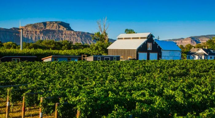 Restoration Vineyards, a family-owned winery, is located on East Orchard Mesa, perched above the Colorado River in Palisade.