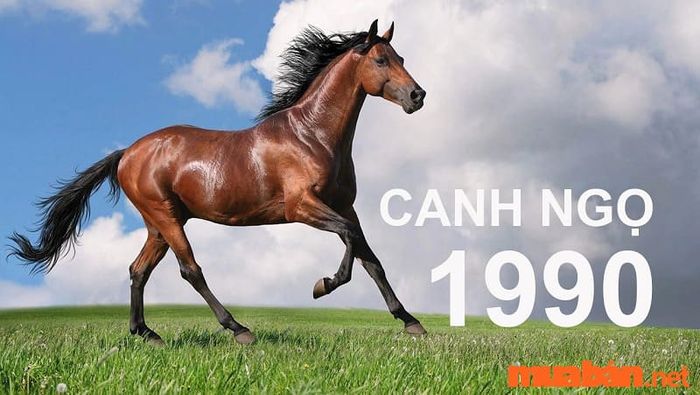 Tử vi tuổi Ngọ 2024 cho người sinh năm 1990